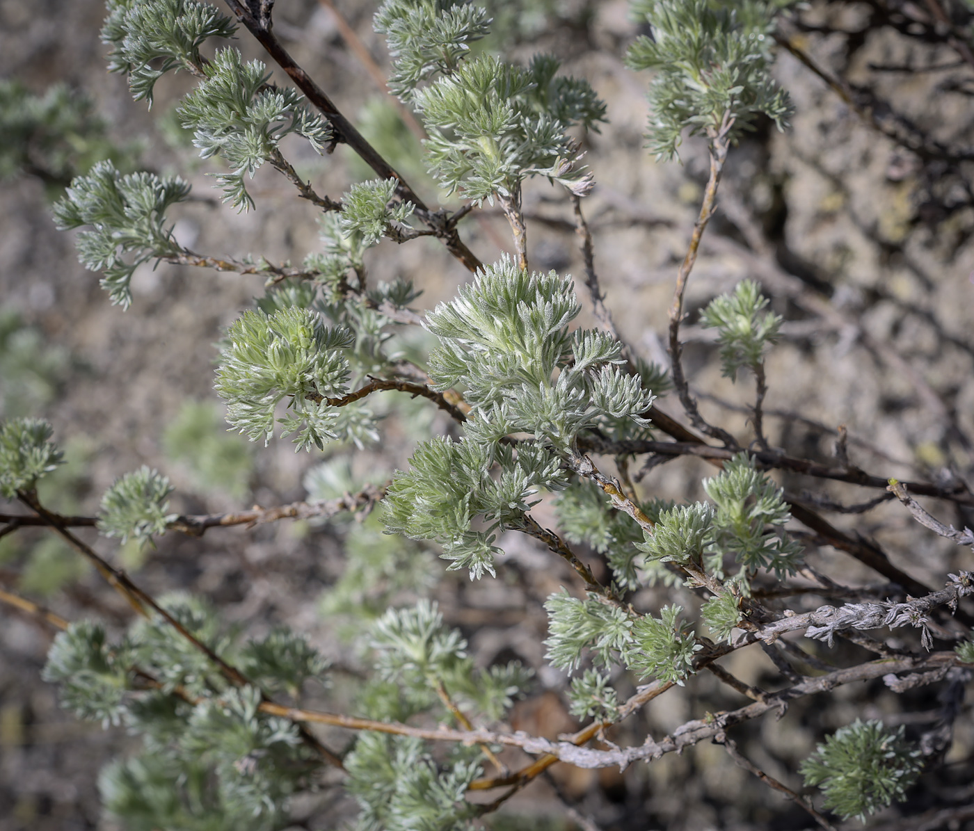 Изображение особи Artemisia frigida.