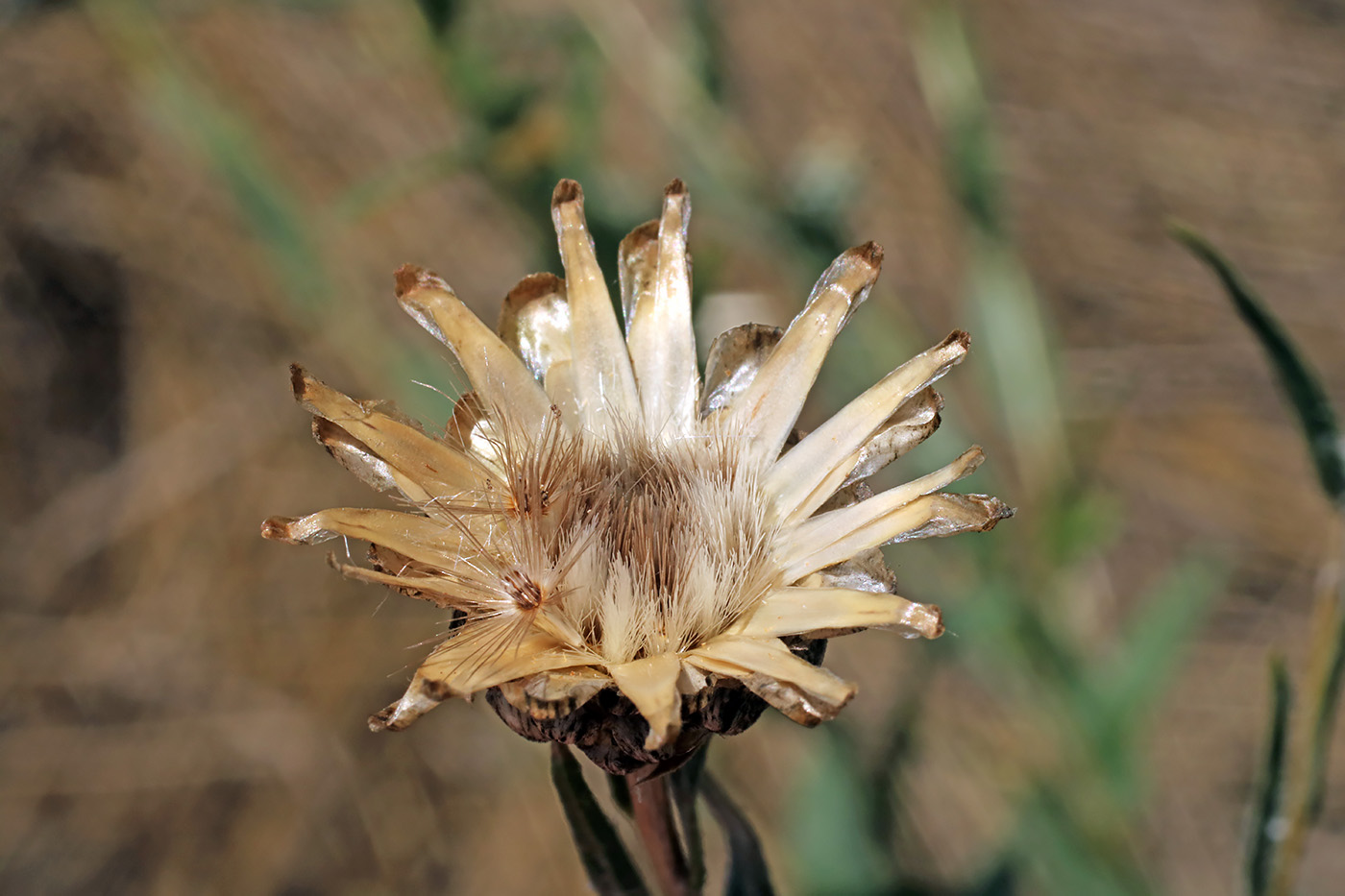 Image of Hyalea tadshicorum specimen.