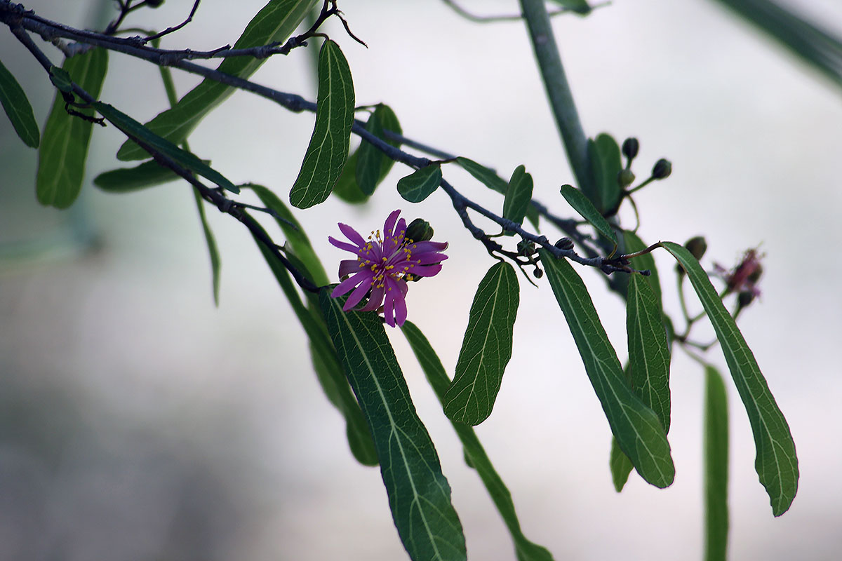 Image of genus Grewia specimen.