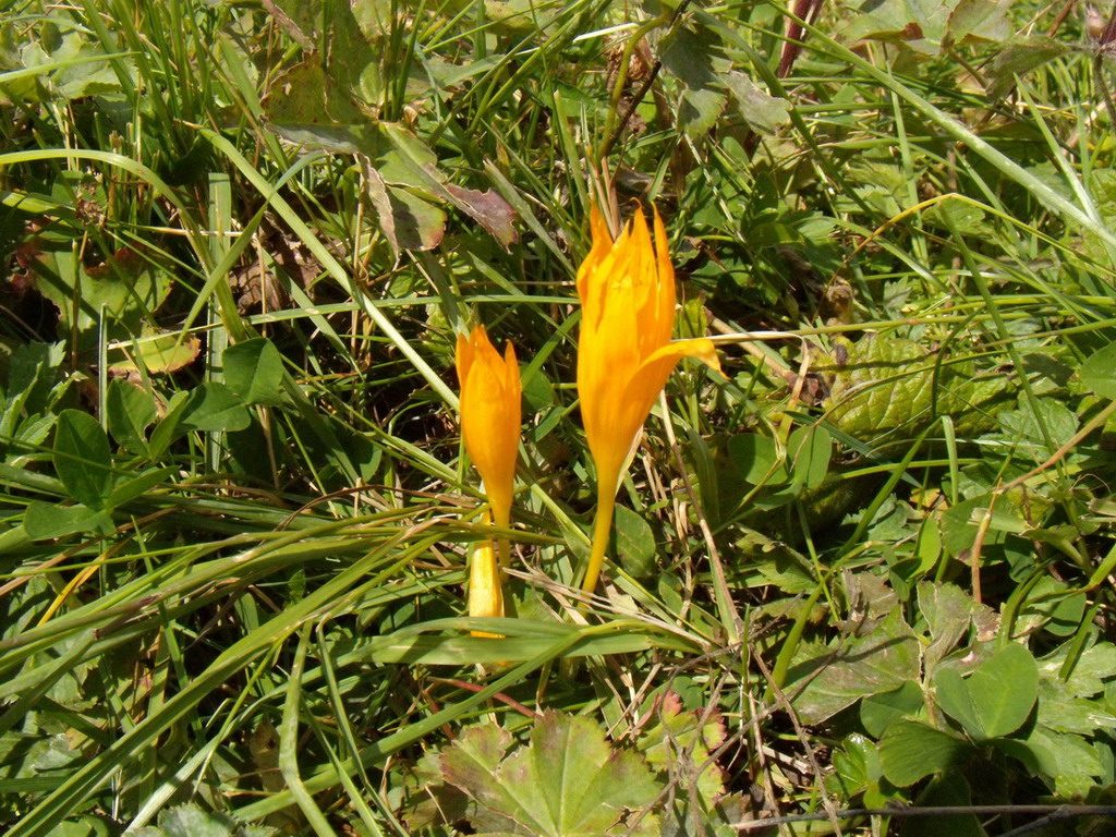 Изображение особи Crocus scharojanii.