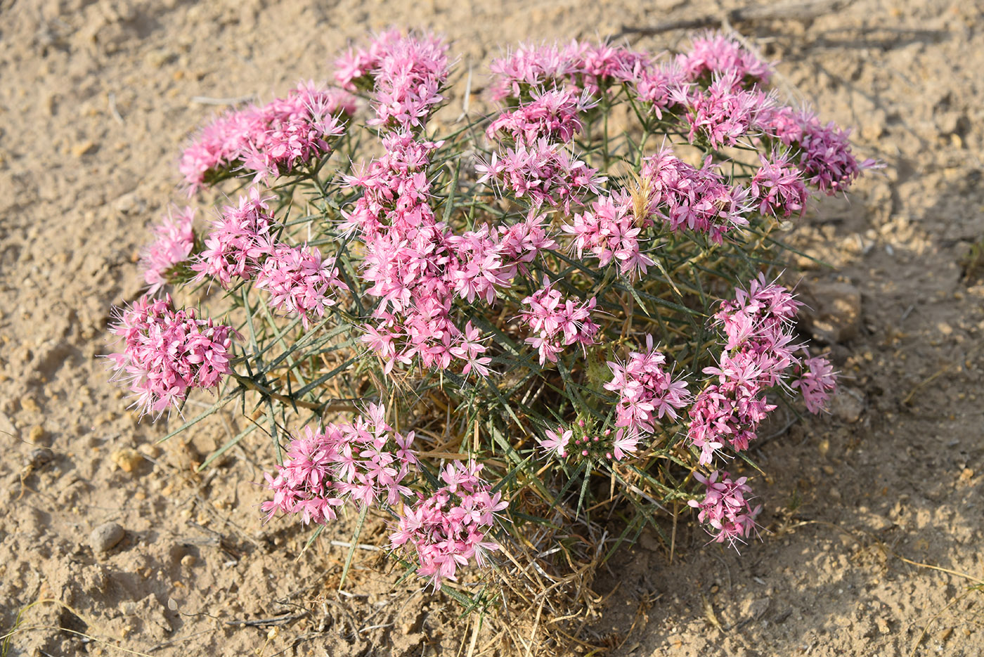 Image of Acanthophyllum pungens specimen.