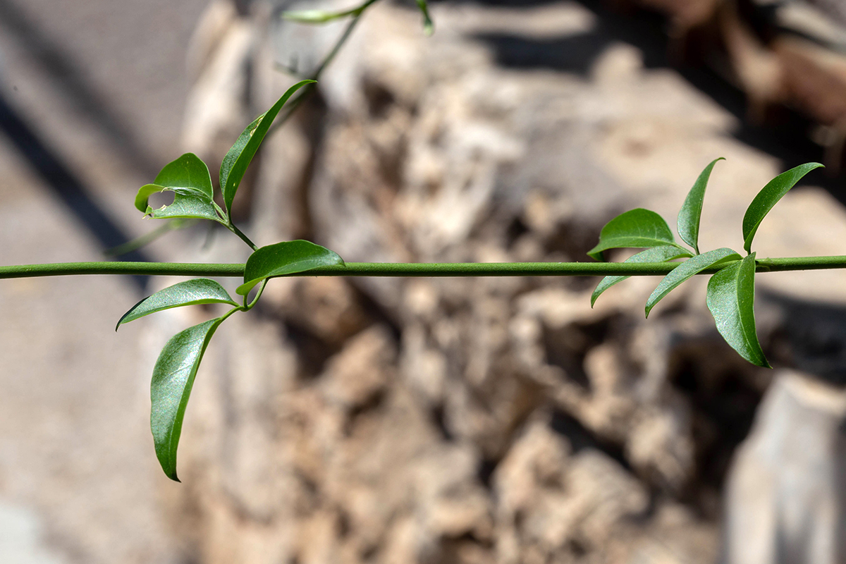 Изображение особи род Jasminum.