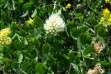 genus Trifolium