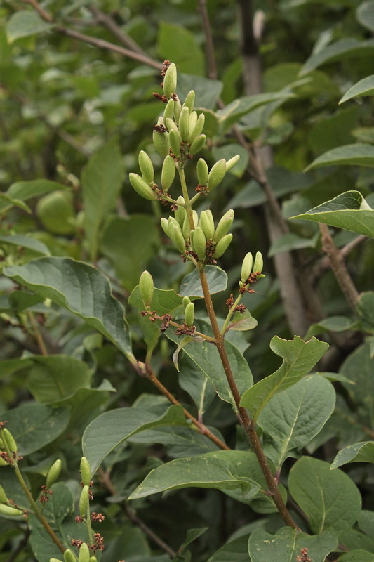 Image of Syringa josikaea specimen.