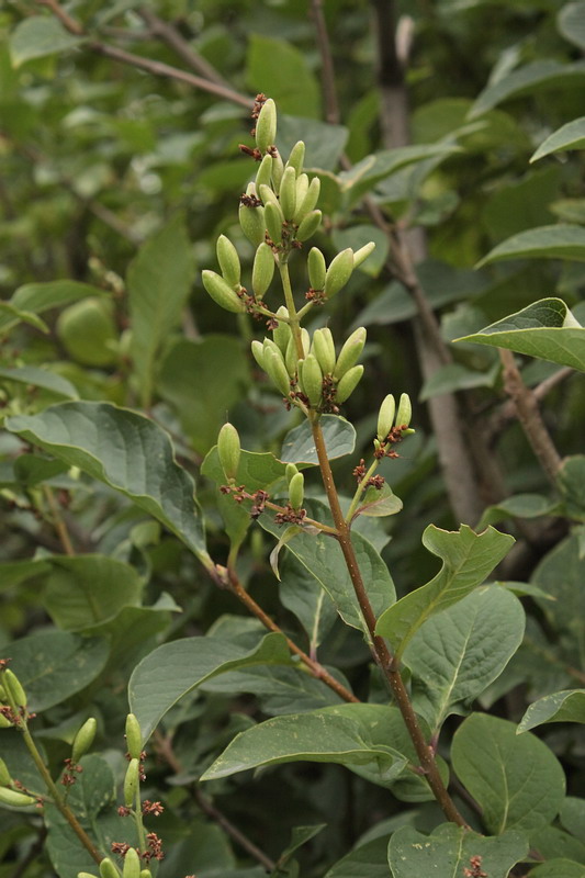 Изображение особи Syringa josikaea.