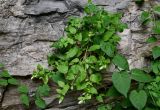 Campanula pendula. Расцветающее растение (рядом видны побеги Solanum). Чечня, Шатойский р-н, Нихалойские водопады, на скале. 26.07.2022.