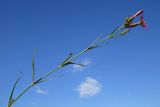 Dianthus caucaseus