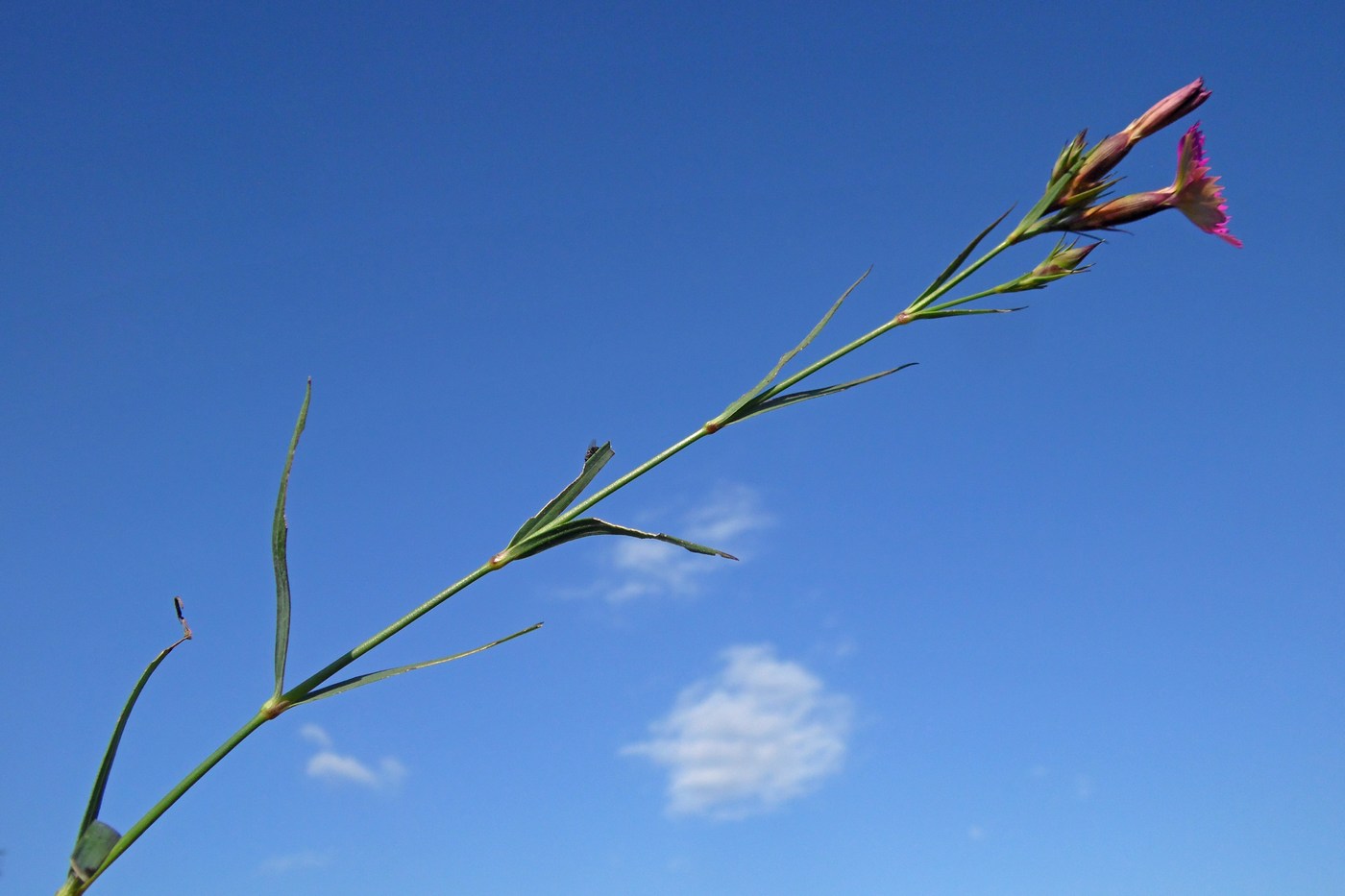 Image of Dianthus caucaseus specimen.