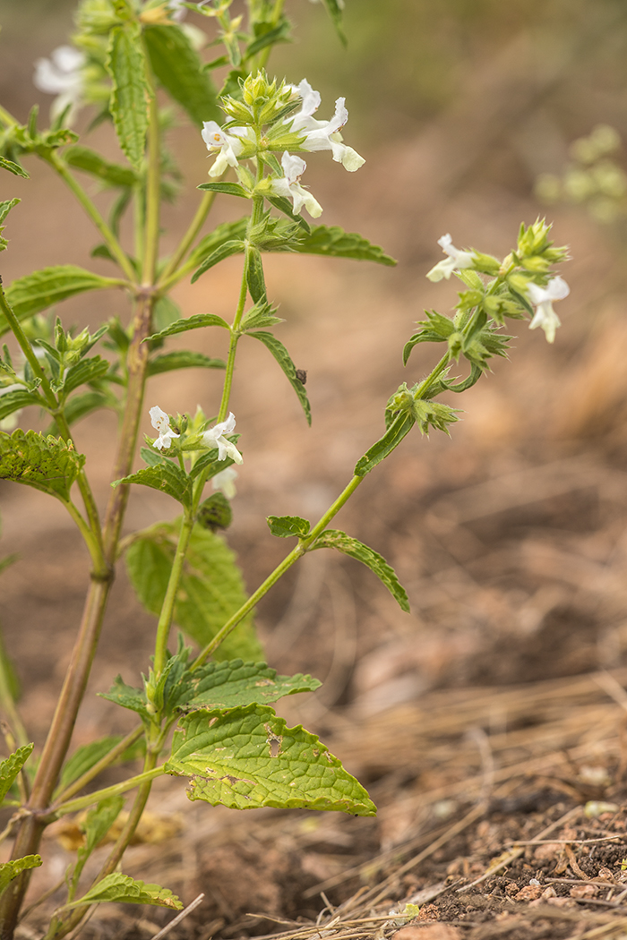 Image of Stachys annua specimen.