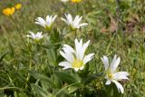 Cerastium nemorale