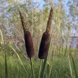 Typha latifolia. Верхушки побегов с соплодиями и отцветшими мужскими соцветиями и верхушки листьев. Ханты-Мансийский автономный округ — Югра, Октябрьский р-н, сельское поселение Курымкары, окр. пос. Горнореченск, правый берег р. Обь. 03.09.2022.