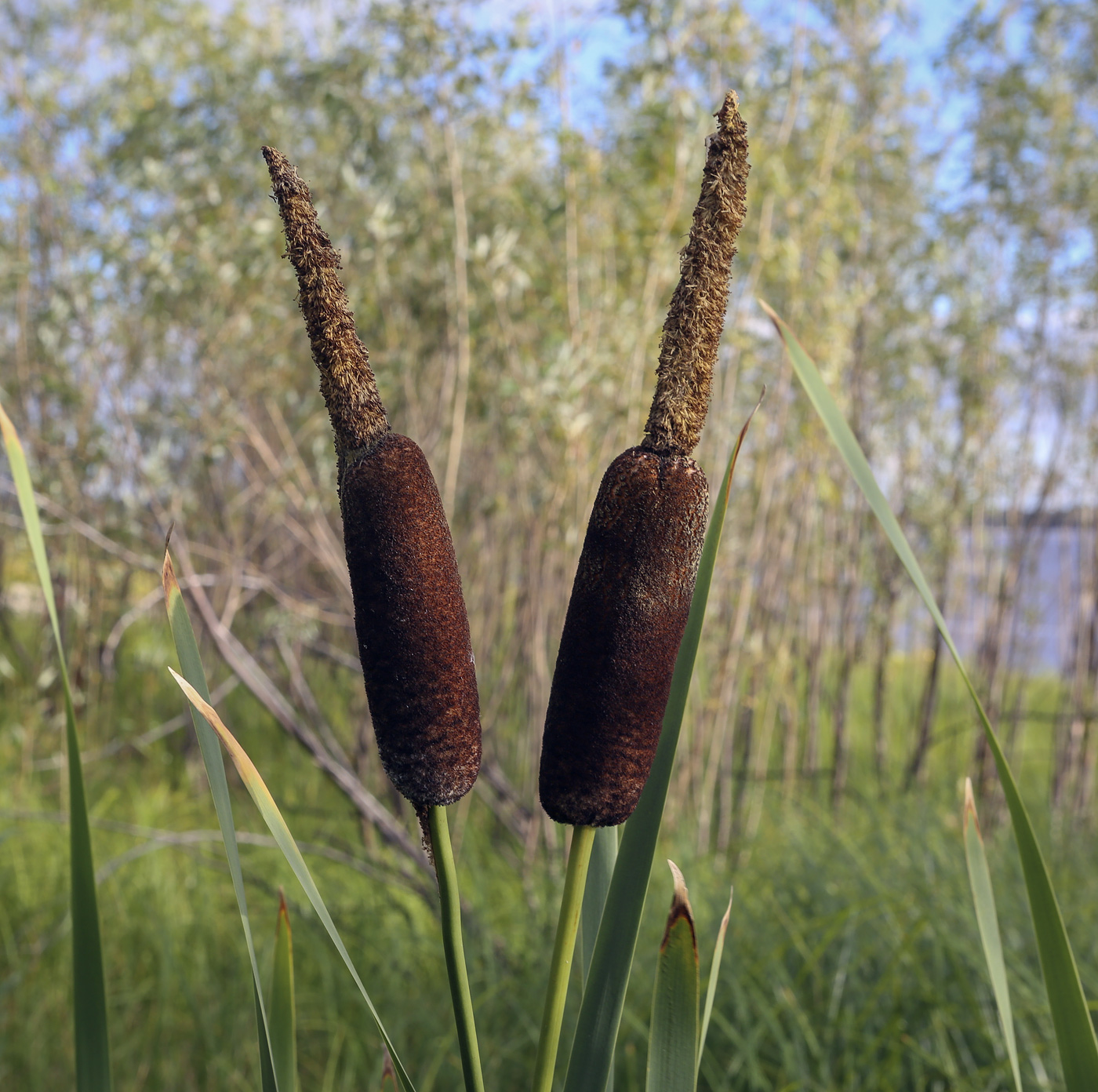 Изображение особи Typha latifolia.