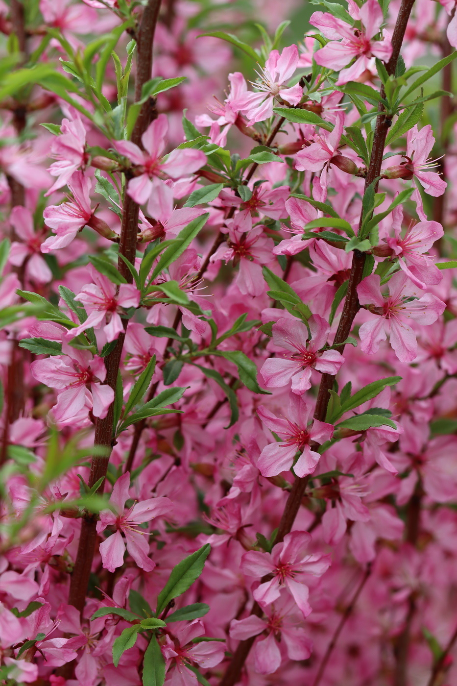 Изображение особи Amygdalus nana.