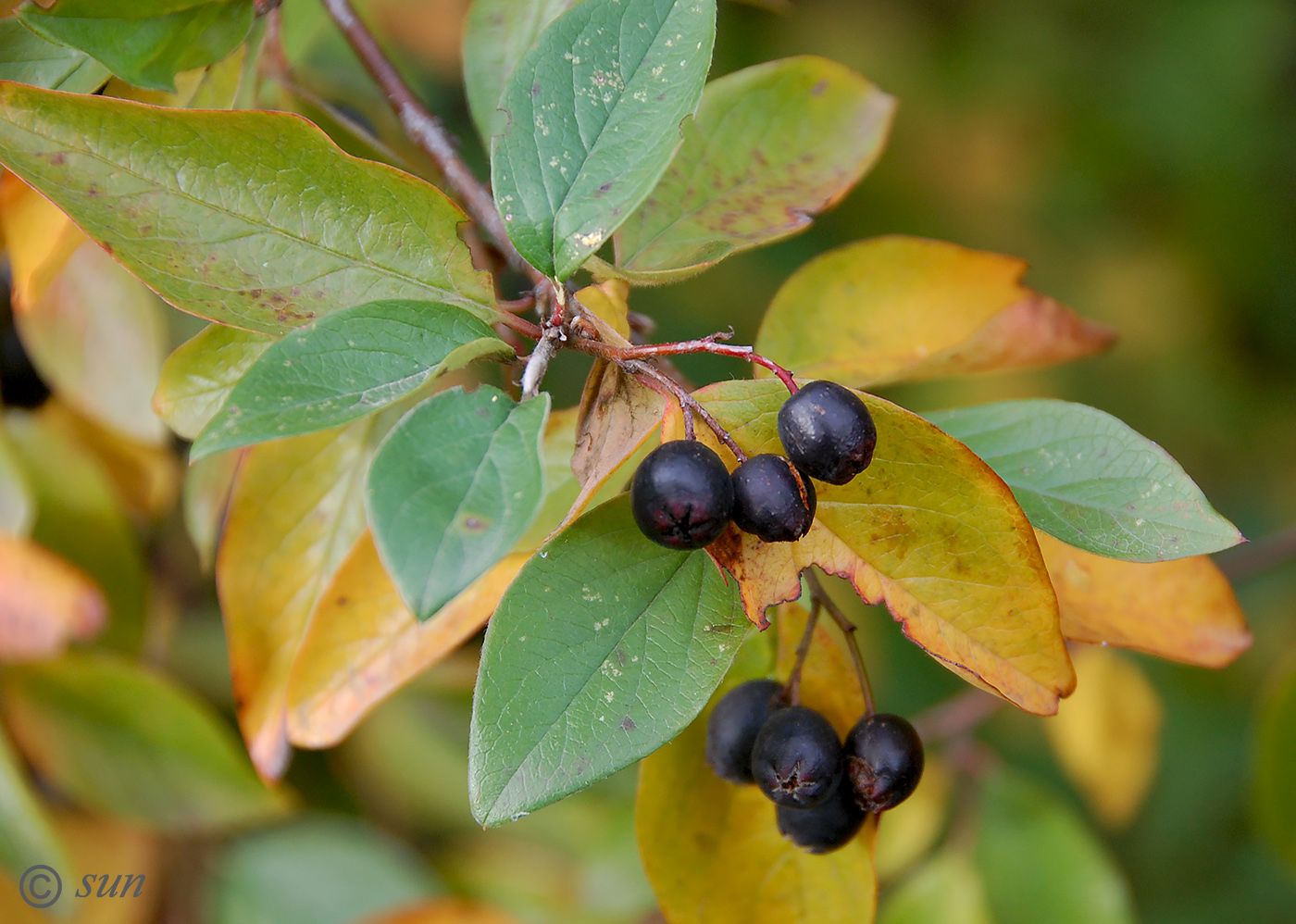 Изображение особи Cotoneaster lucidus.