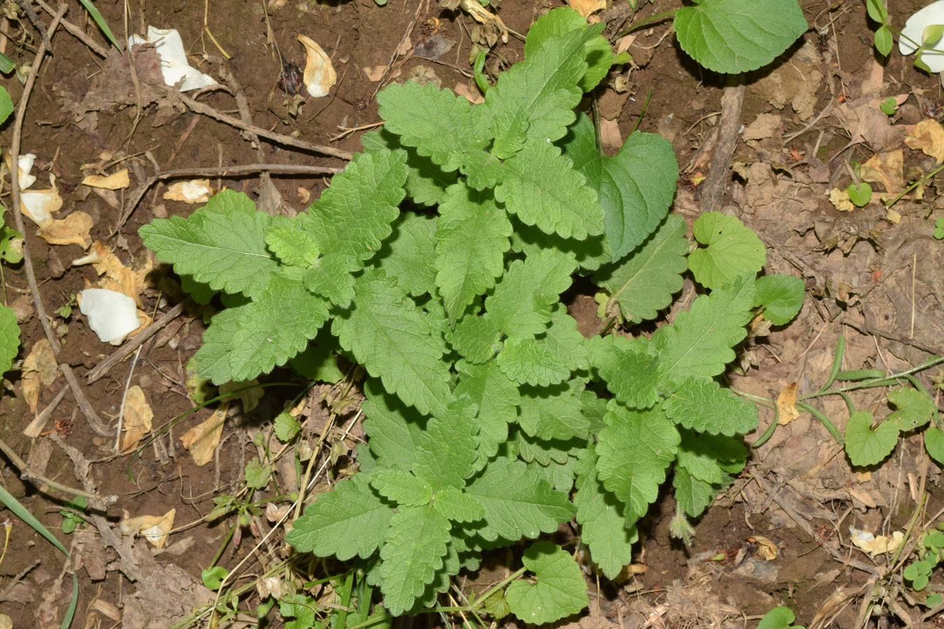 Изображение особи Melissa officinalis.