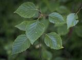 Betula utilis разновидность jacquemontii. Листья. Ярославская обл., г. Переславль-Залесский, дендрологический парк им. С. Ф. Харитонова, в культуре. 12.06.2022.