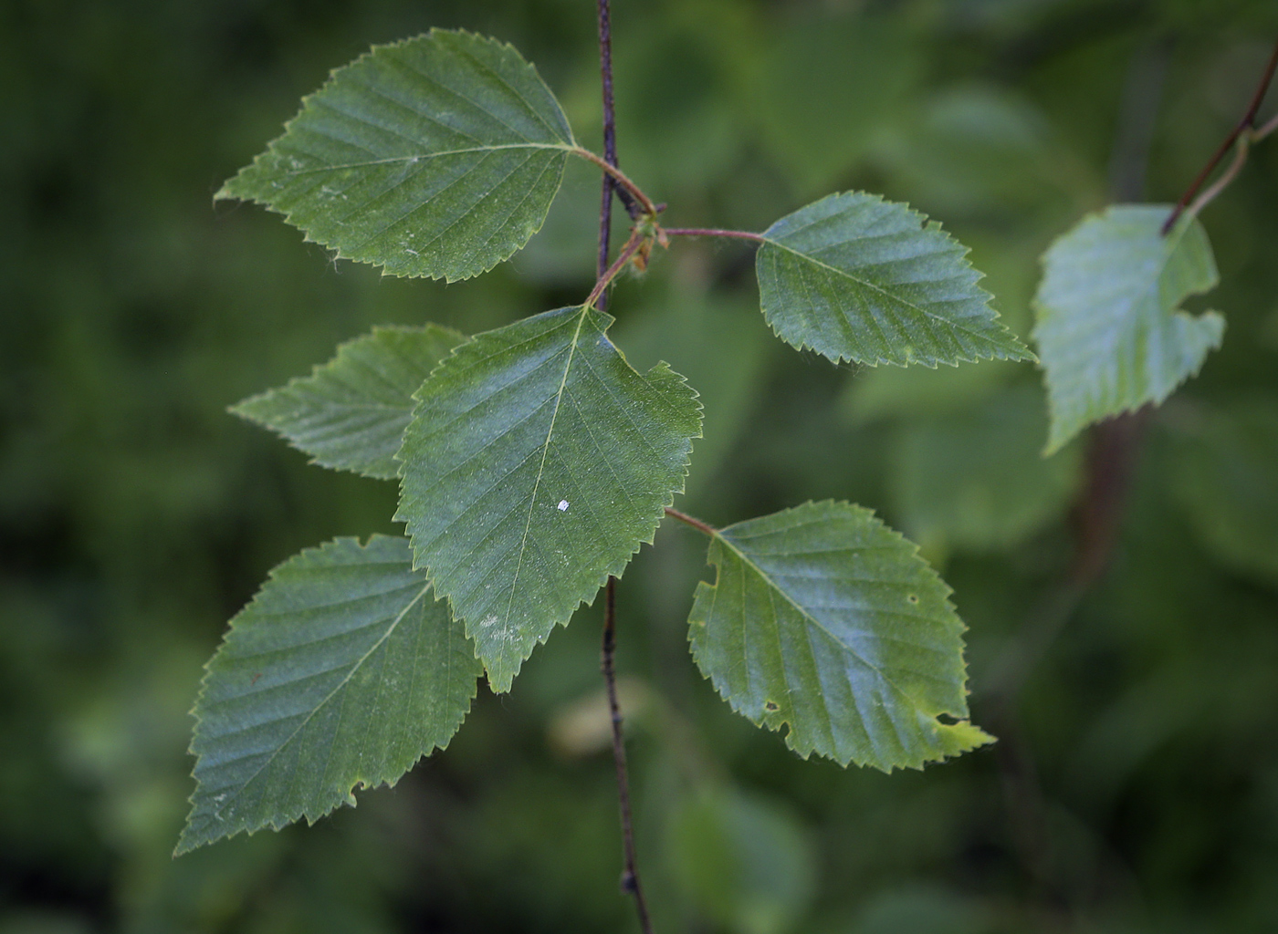 Изображение особи Betula utilis var. jacquemontii.