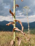 Lactuca chaixii. Часть побега с засохшими листьями. Краснодарский край, м/о г. Геленджик, хр. Маркотх, гора Иорданова, ≈ 650 м н.у.м., горный луг. 23.07.2016.