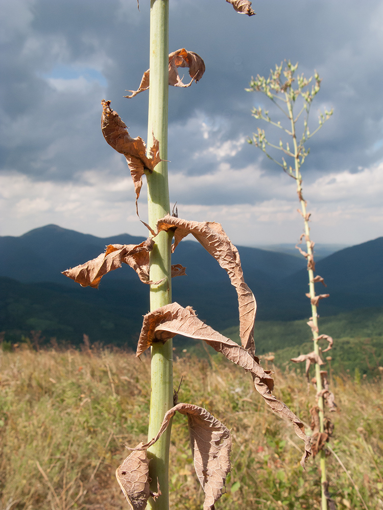 Изображение особи Lactuca chaixii.