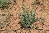 Tragopogon ruber