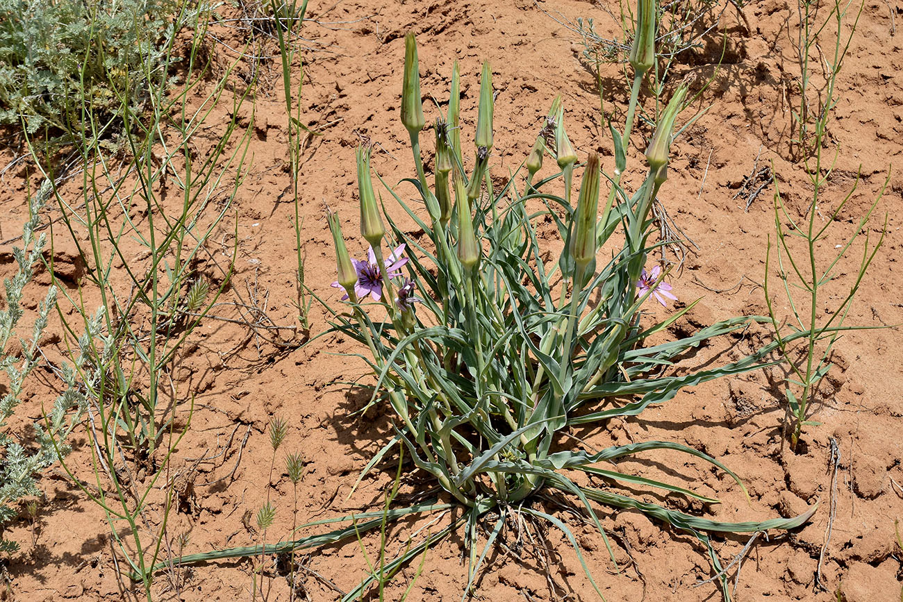 Изображение особи Tragopogon ruber.