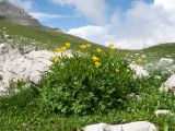 Ranunculus raddeanus