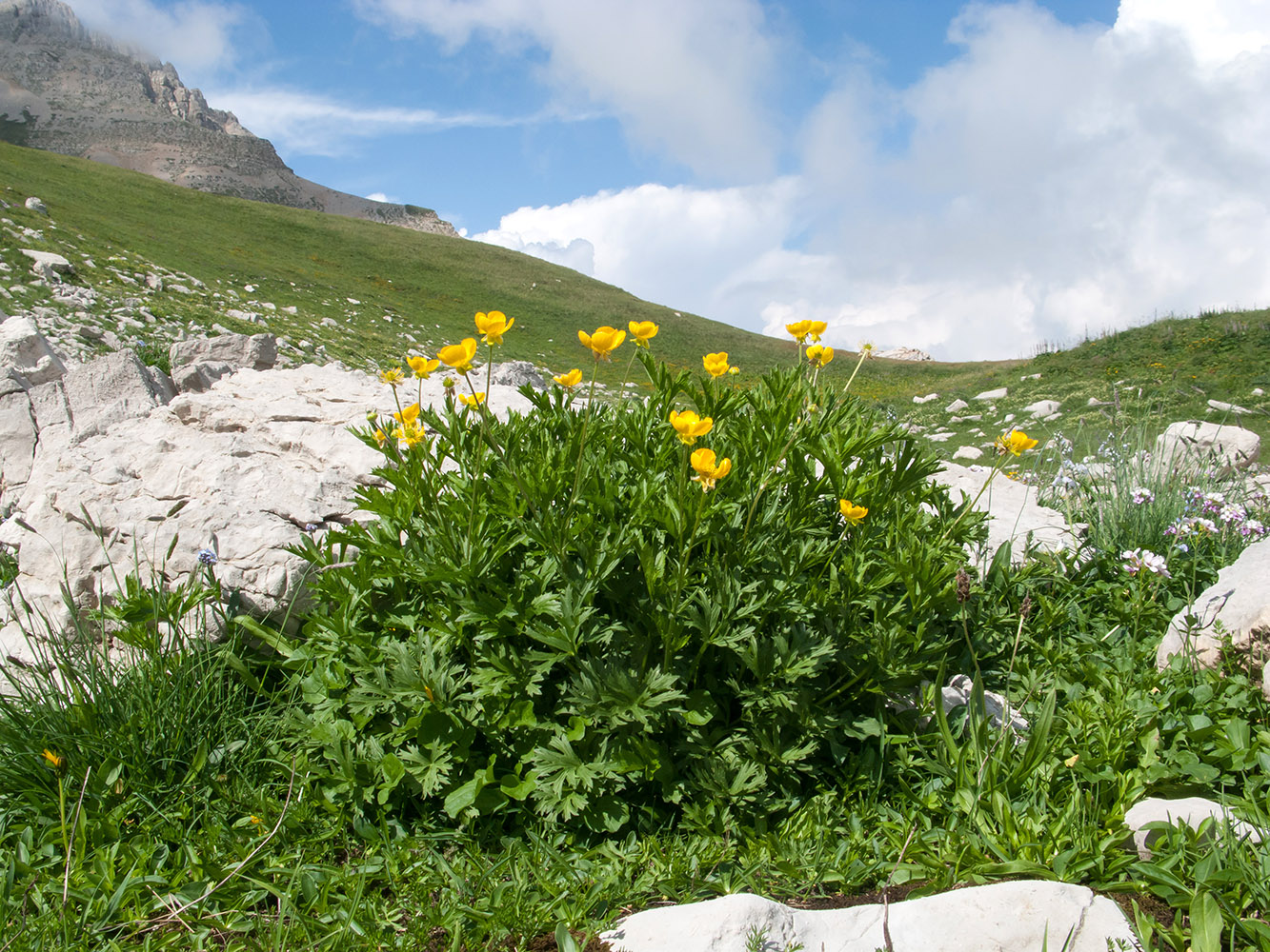 Изображение особи Ranunculus raddeanus.