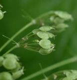 Heracleum asperum