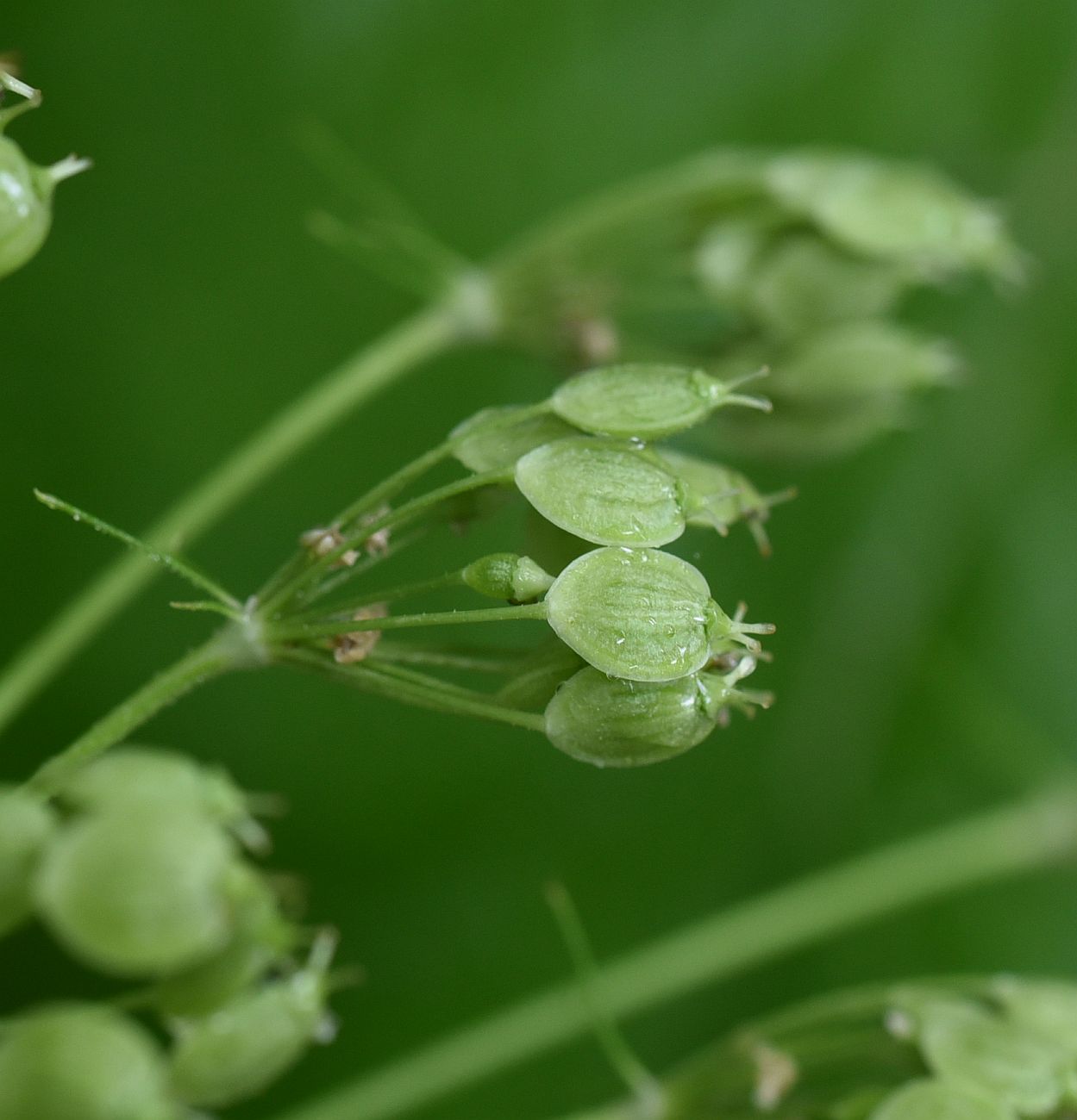 Изображение особи Heracleum asperum.