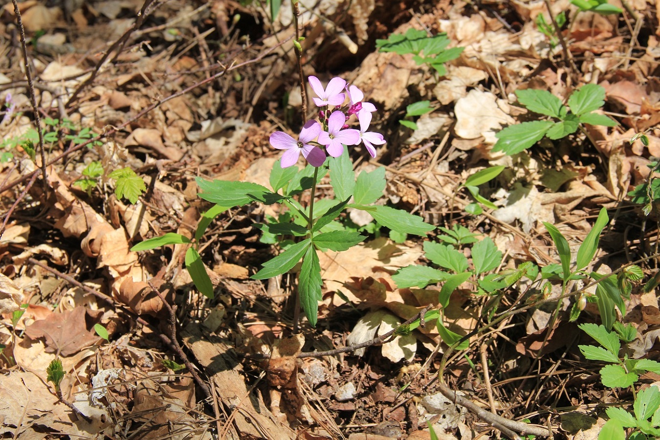 Изображение особи Cardamine quinquefolia.