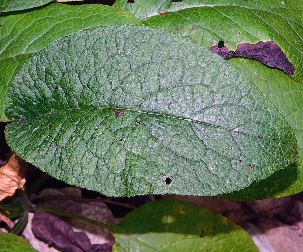 Image of Symphytum grandiflorum specimen.