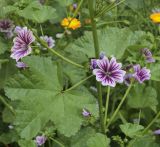 Malva mauritiana