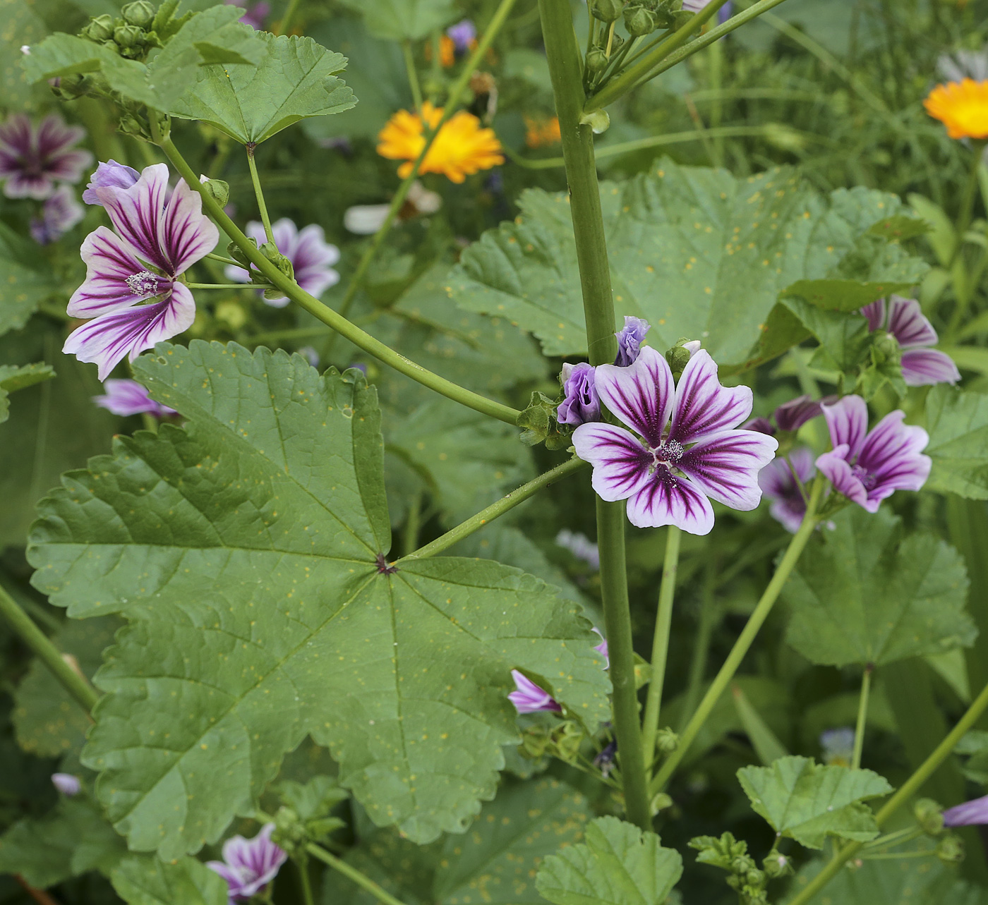 Изображение особи Malva mauritiana.
