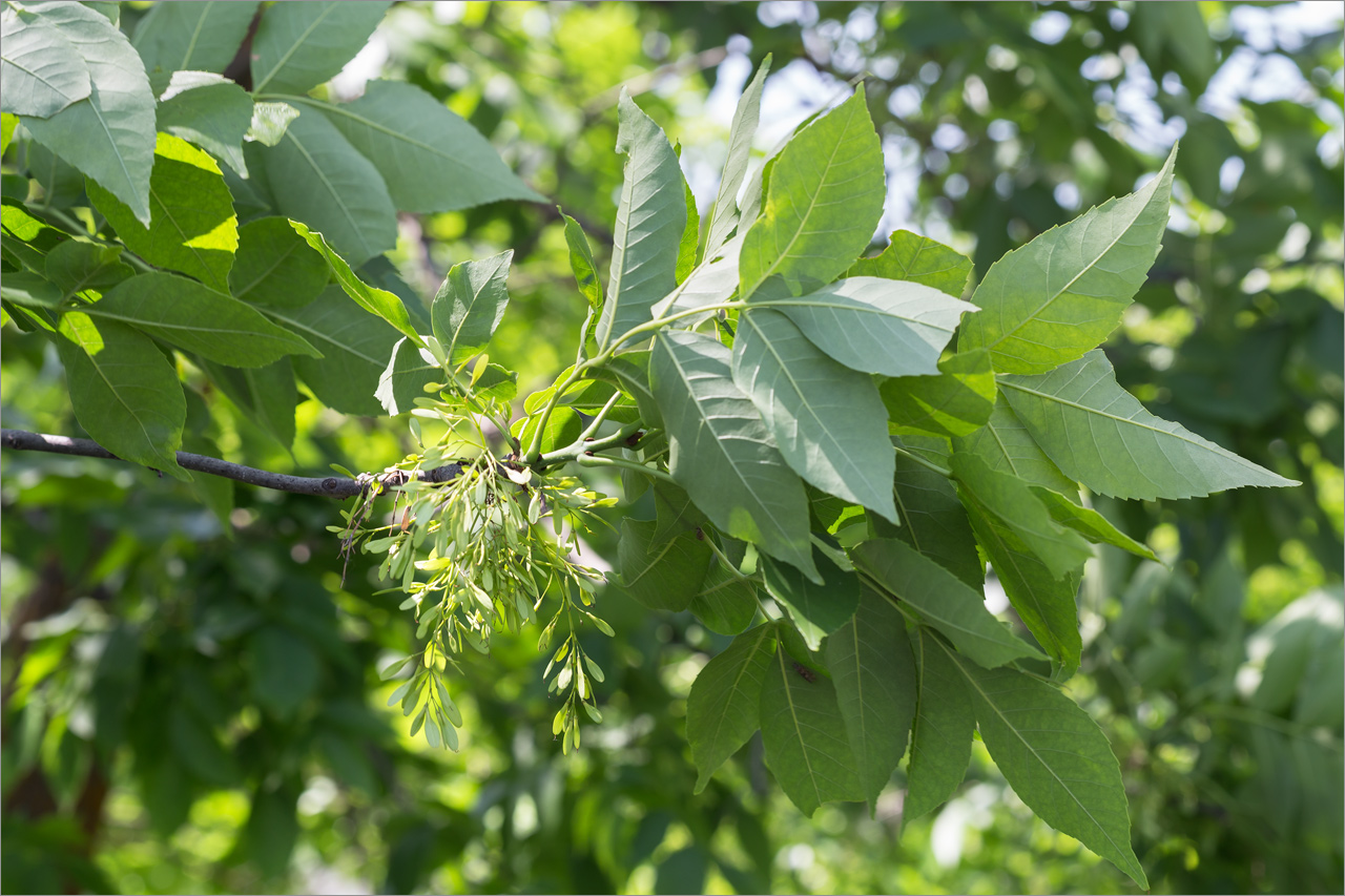 Изображение особи род Fraxinus.