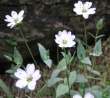 Stellaria ruscifolia. Верхушки побегов с цветками и бутонами. Магаданская обл., Ольский р-н, побережье Охотского моря, мыс Нюкля. 24.07.2008.