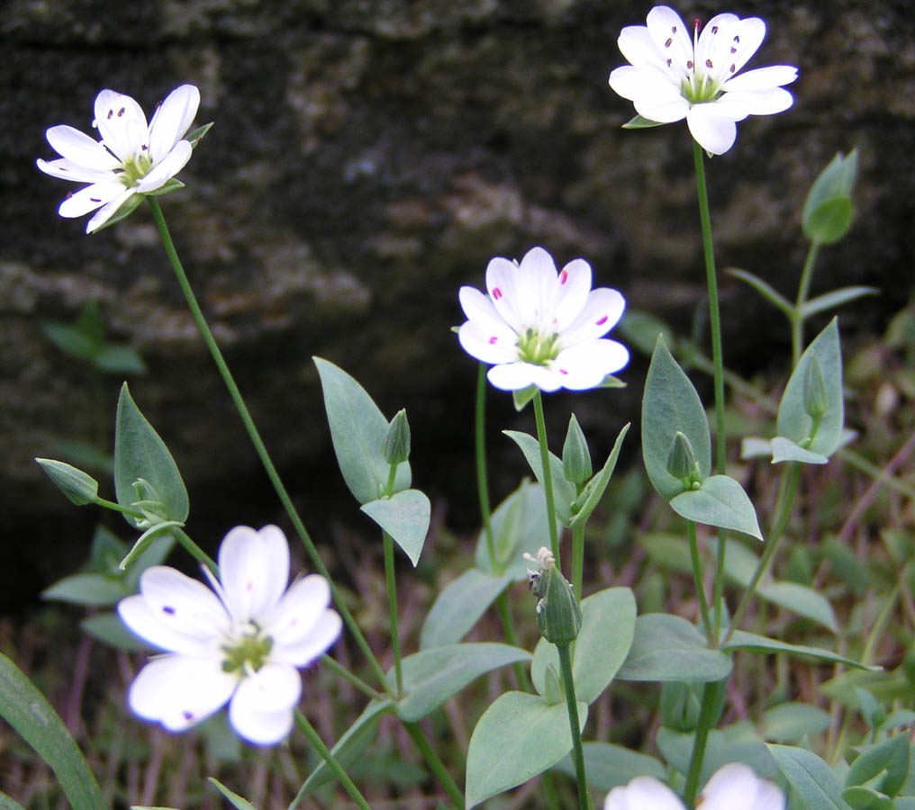 Image of Stellaria ruscifolia specimen.