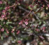 Asperula cypria