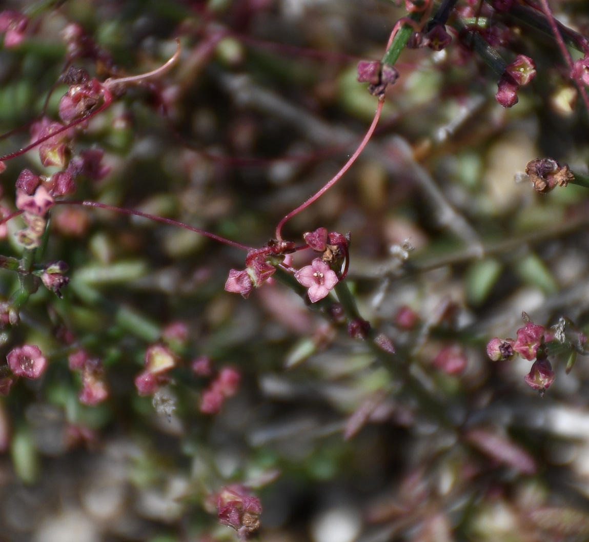 Image of Asperula cypria specimen.