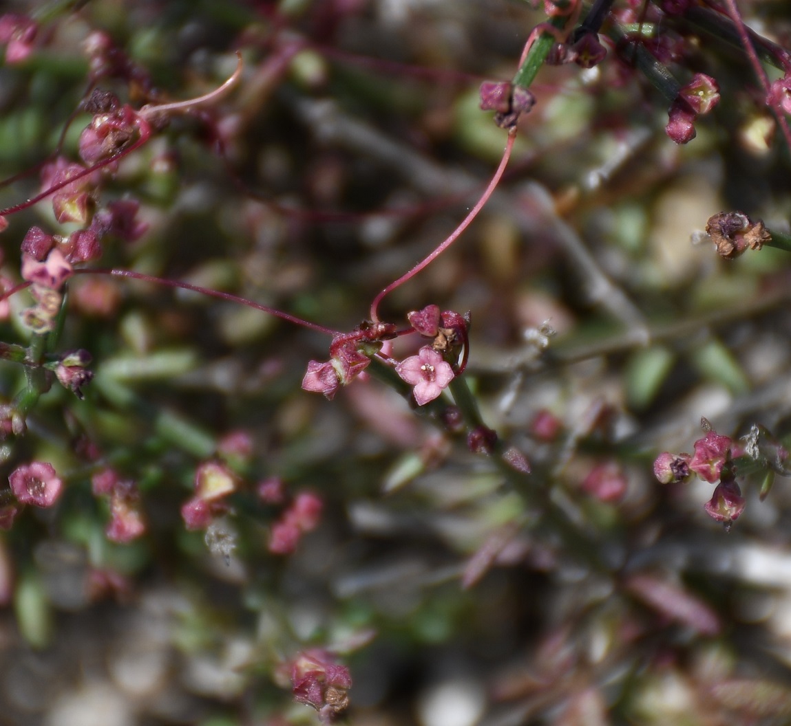 Изображение особи Asperula cypria.