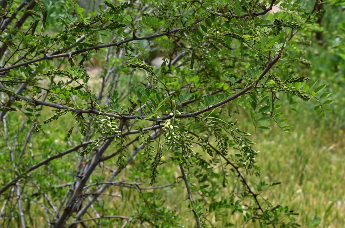 Image of Robinia pseudoacacia specimen.