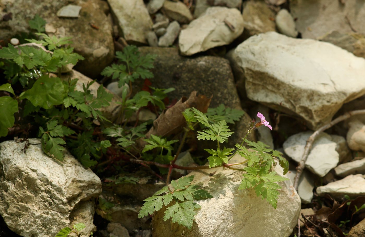 Изображение особи Geranium robertianum.