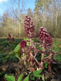 Petasites hybridus