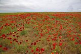 Papaver arenarium