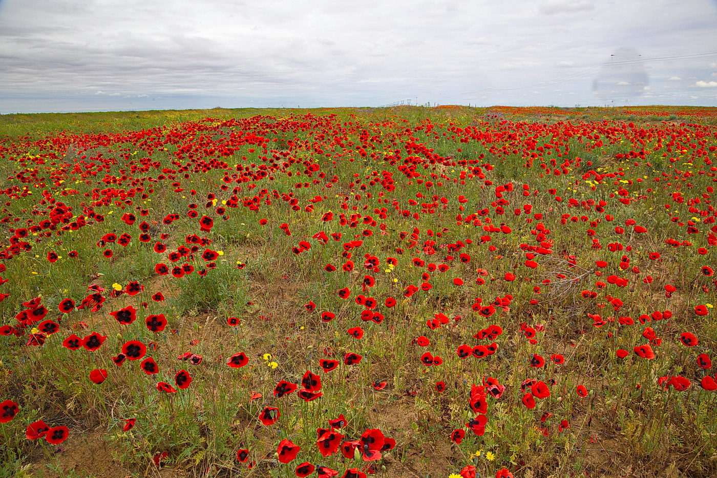 Изображение особи Papaver arenarium.