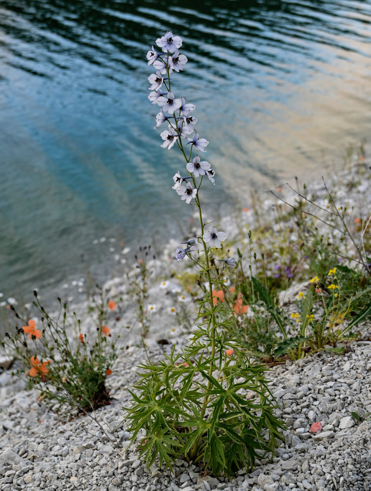Изображение особи Delphinium crispulum.