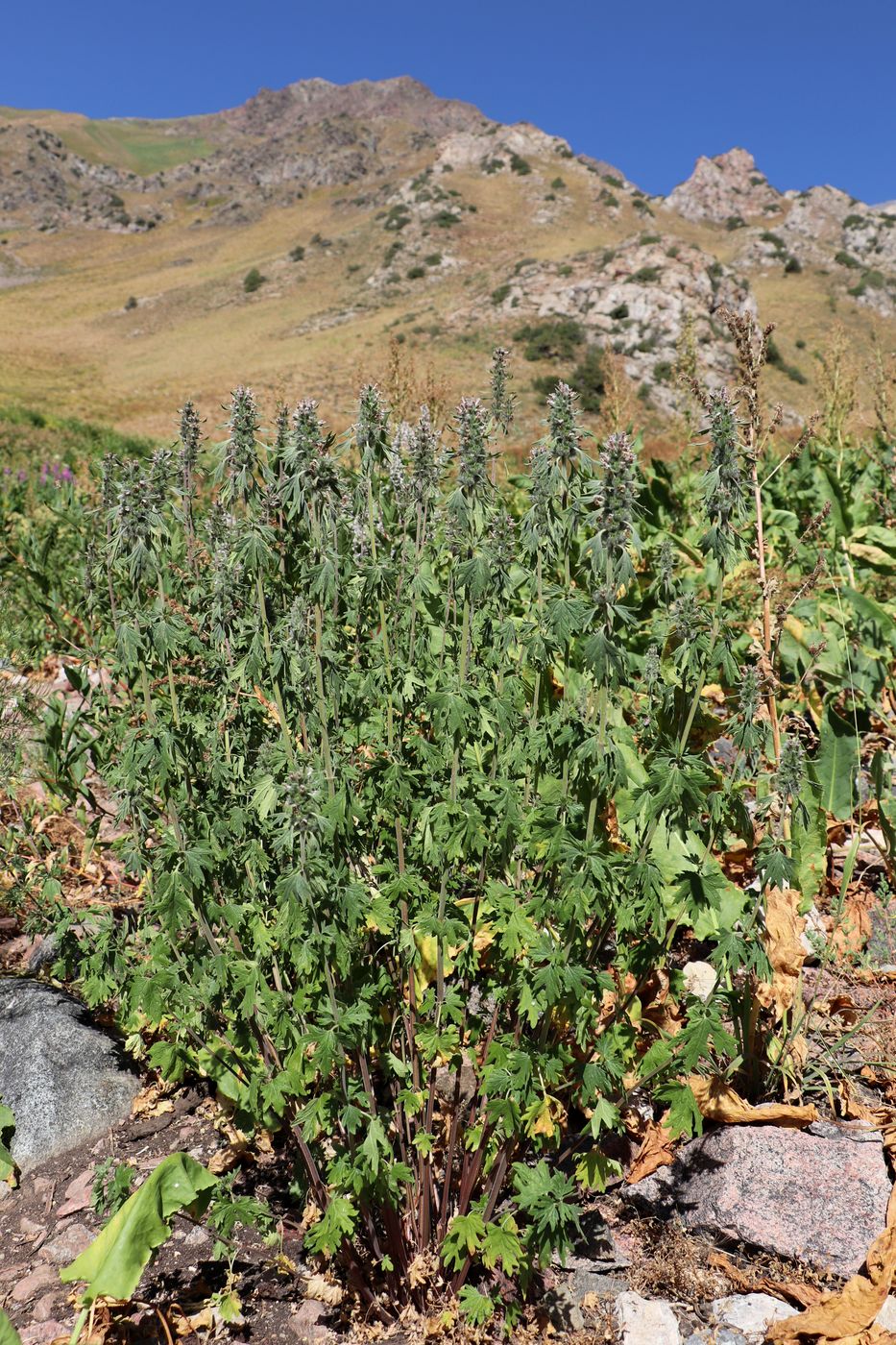 Image of Leonurus panzerioides specimen.