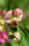 Lathyrus sylvestris