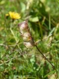 genus Rhinanthus