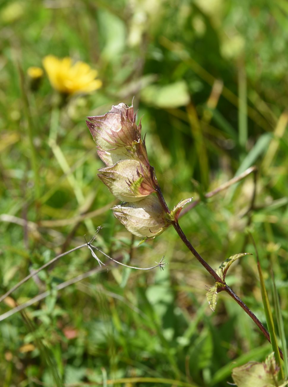 Image of genus Rhinanthus specimen.