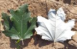 Populus alba